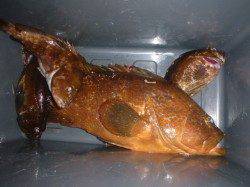 アコウ 当たり年の可能性アップ