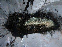 夜の兵突コウイカ、スルメ、シーバスも！