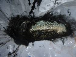 夜の兵突コウイカ、スルメ、シーバスも！