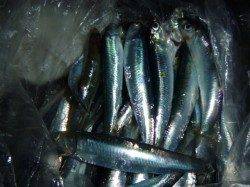 夜の兵突のサビキ！