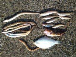 須磨の投げ釣り、アナゴからキスからカレイへ