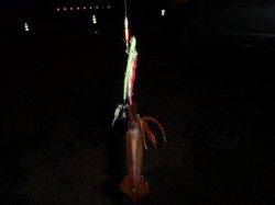 スルメイカ・コウイカをゲット♪兵庫突堤RT