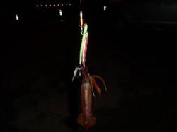 スルメイカ・コウイカをゲット♪兵庫突堤ＲＴ…