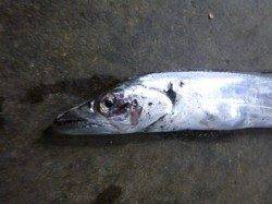 兵庫突堤にタチウオがキタァ~!