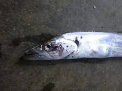 兵庫突堤にタチウオがキタァ～！