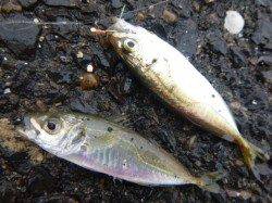 兵突ＲＴ　豆アジ、キス、スルメ