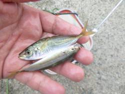 【雨でも釣れるよ、豆アジ】アジュール舞子Ｒ…