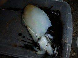 兵突の楽しいナイトフィッシング！