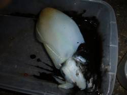 兵突の楽しいナイトフィッシング！