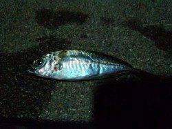 佐野漁港 南蛮漬けのアジ狙いでアジングも後半フグの猛攻