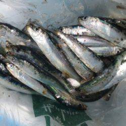 久々に【マイワシ】登場!5日田ノ浦RT