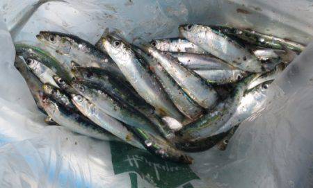 久々に【マイワシ】登場！５日田ノ浦ＲＴ