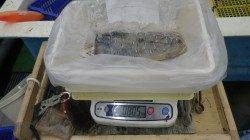 白浜地磯のエギング　日中でもよく釣れた！！