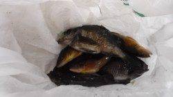 本荘人工島での探り釣り、グレ・アイナメ・メバルの釣果