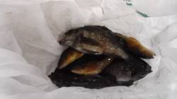 本荘人工島での探り釣り、グレ・アイナメ・メ…