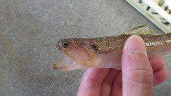 堺漁港でオキエソ？ちょい投げ