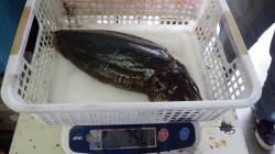 天神崎　エギングで初のコウイカゲット　キッ…