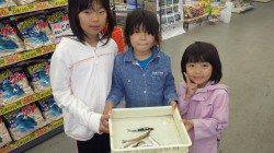 芳養漁港　チョイ投げとサビキでキス・イワシ