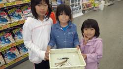 芳養漁港　チョイ投げとサビキでキス・イワシ…