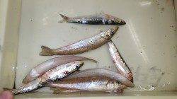 芳養漁港　チョイ投げとサビキでキス・イワシ