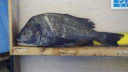 堺漁港でフカセ、チヌにヘダイに