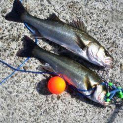 今朝は「なぎさ」でも♪　泉大津ＲＴ　2日あさ