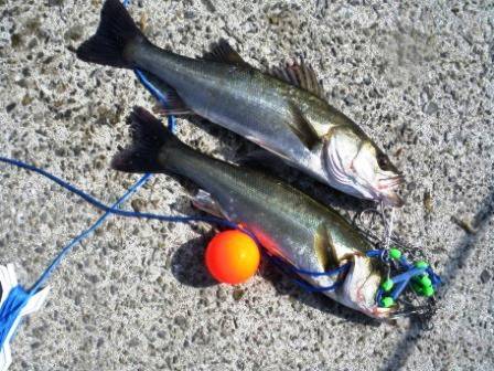 今朝は「なぎさ」でも♪　泉大津ＲＴ　2日あ…