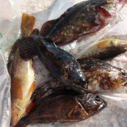 神戸空港ＲＴ　メバルにアブラメも