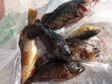 神戸空港ＲＴ　メバルにアブラメも