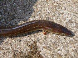 兵突でスルメ６ハイ。カミナリも