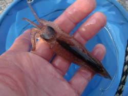 【本日もイカの回遊あり】南芦屋浜リアルタイ…