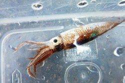 なんて日だ★スルメにアオリ