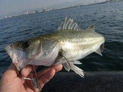 神戸空港ＲＴ　カンダイとセイゴ
