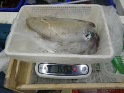 椿地磯　エギングでアオリイカ〜1545g2…