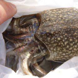 北公園で【コウイカ】確認です!!