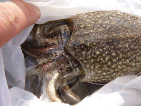 北公園で【コウイカ】確認です！！ 