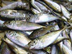 お昼の食コンで豆アジ爆釣体験