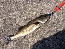 【また大型♪】芦屋のエビ撒き情報