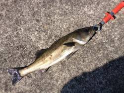 【また大型♪】芦屋のエビ撒き情報