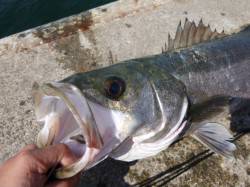 兵突　スズキにサンマ！