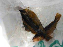 【良型アブシン確認！】南芦屋浜