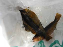 【良型アブシン確認！】南芦屋浜