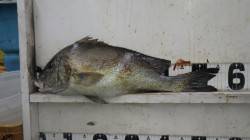 日置　フカセ釣りでコロダイ55.5cm