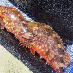 久々に【マイワシ】登場!5日田ノ浦RT