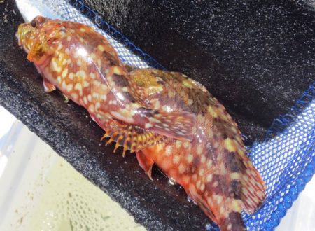 久々に【マイワシ】登場!5日田ノ浦RT