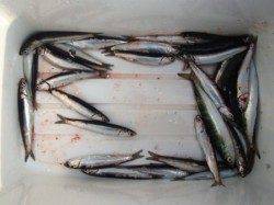 いい感じにイワシが♪泉大津ＲＴ！夕方