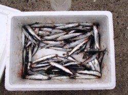 サビキでカタクチ♪　泉大津ＲＴ　27日　あさ