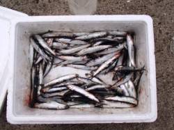 サビキでカタクチ♪　泉大津ＲＴ　27日　あ…