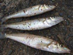 兵突ＲＴ　イワシ絶好調　キス３匹