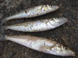 兵突ＲＴ　イワシ絶好調　キス３匹